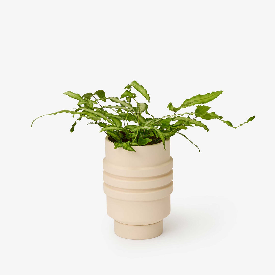 STRATA PLANT VESSEL - Cream-colored FLOWER POT &amp; PLANTER | Simone Brewster | Areaware