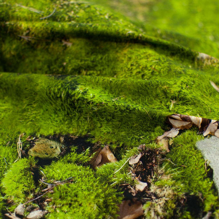 MOSS - bedding | Foonka